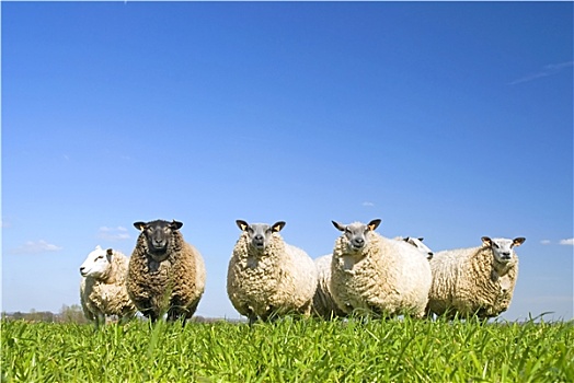 绵羊,草地,蓝天