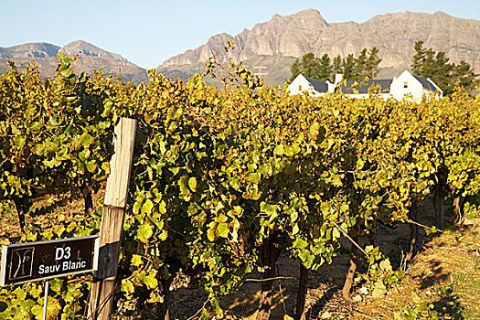 风景,葡萄园,房子,背景,葡萄酒,南非