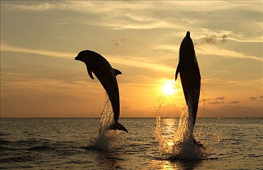 普通,宽吻海豚,一对,成年,跳跃,室外,水,日落,加勒比海,洪都拉斯,中美洲