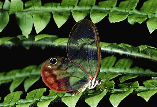 蝴蝶,蕨,叶子,生态系统,哥斯达黎加