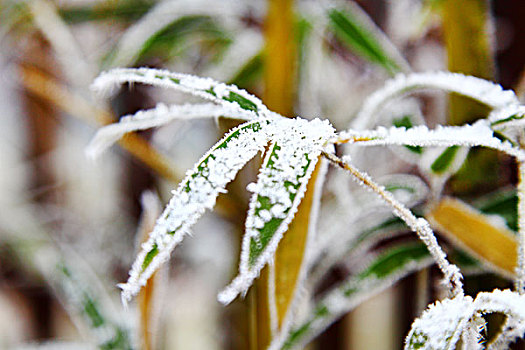 竹叶上的雪