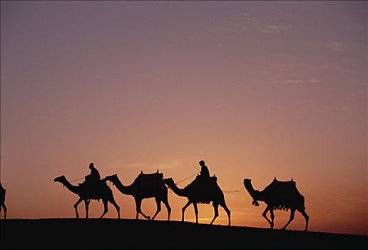 现代,骑,家养,骆驼,沙漠,靠近,吉萨金字塔,日落,开罗,埃及