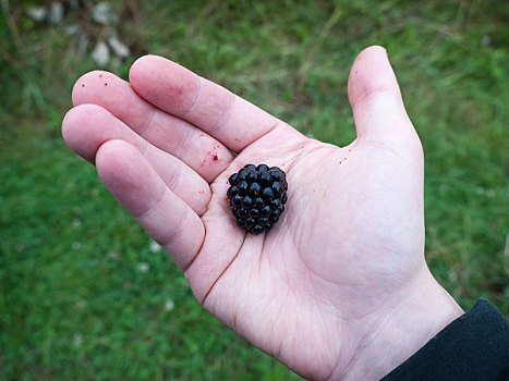 一个,成熟,大,黑莓,拿着,新鲜