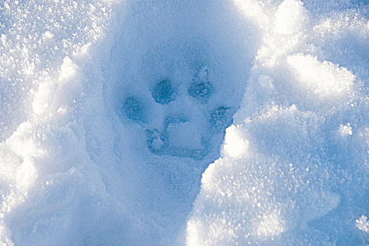 美洲狮,雪中,印记,圆,四个,脚趾,展示,爪,瓦特顿湖,国家公园,西南方,艾伯塔省,加拿大