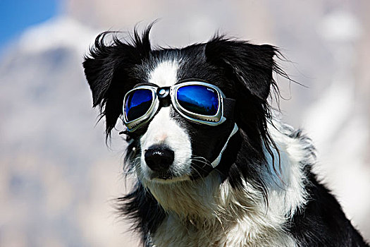 博德牧羊犬,黑白,头像,雪,护目镜