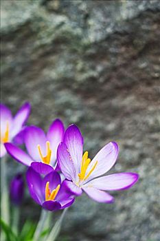 紫色,藏红花