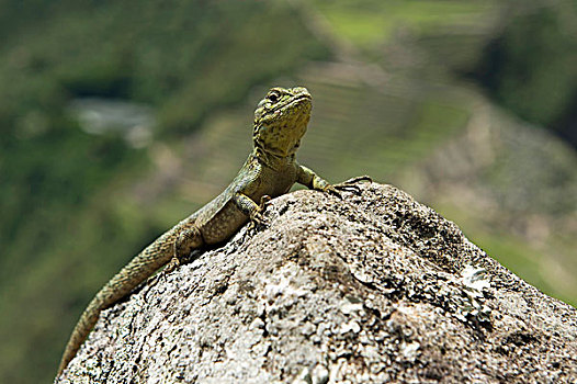 蜥蜴,坐,石头,秘鲁