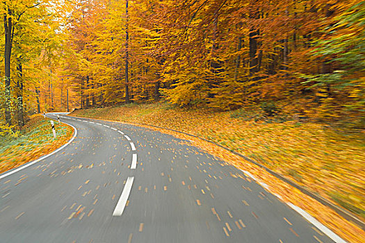 道路,风景,景色,路线,秋日树林,施佩萨特,弗兰克尼亚,巴伐利亚,德国