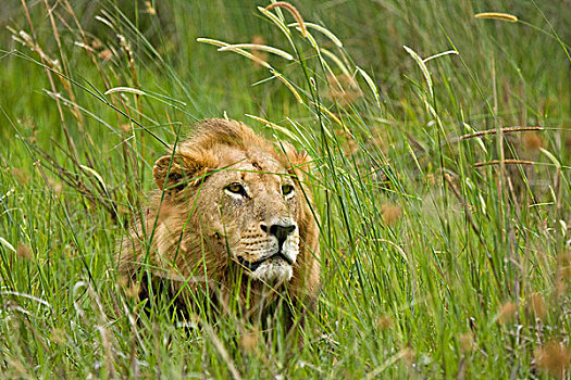 非洲狮,狮子,卧,高,草,莫雷米禁猎区,奥卡万戈三角洲,博茨瓦纳