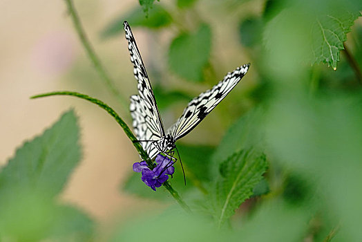 大帛斑蝶