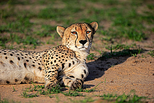 印度豹,猎豹,成年,躺着,地面,沙子,禁猎区,克鲁格国家公园,南非,非洲