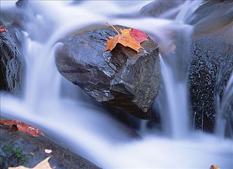 秋叶,漂石,利特尔河,大烟山国家公园,田纳西