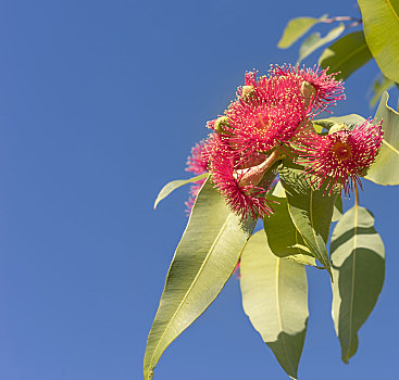 漂亮,红花,澳大利亚,橡胶树