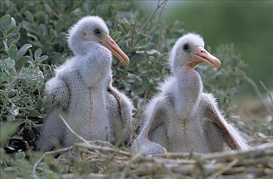 白琵鷺,两个,幼禽,鸟窝,欧洲