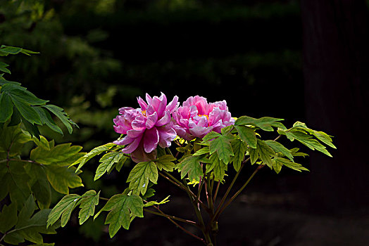 艳丽牡丹,花中之王,国色天香