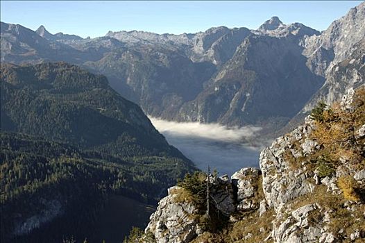 国家公园,遮盖,地面,薄雾,风景,最佳位置,巴伐利亚,德国
