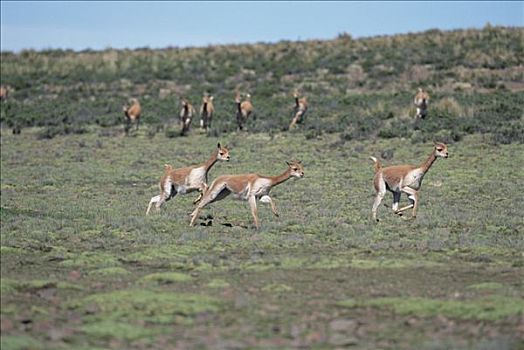 小羊驼,追逐,支配,潘帕伽勒拉斯国家保护区