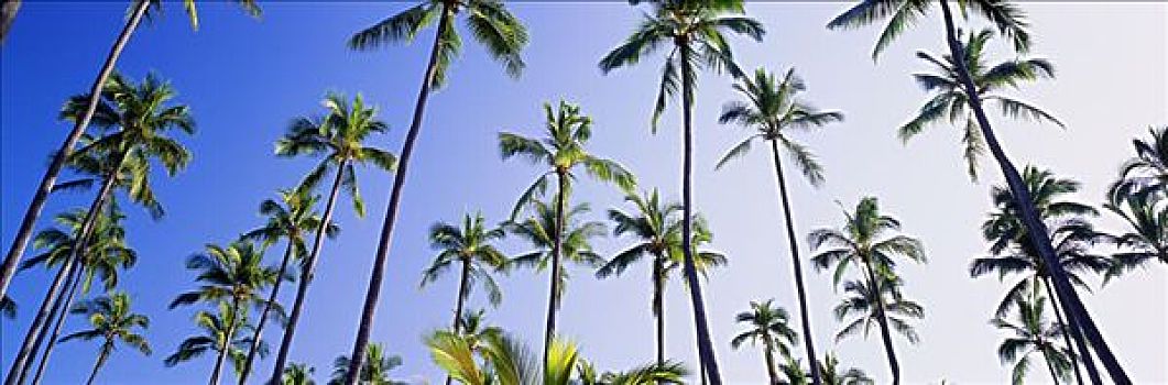 夏威夷,考艾岛,威陆亚,椰树,小树林,蓝天,云,后面,全景