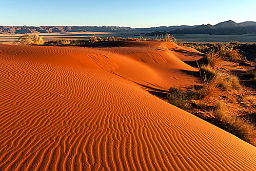 南方,山麓,纳米布沙漠,沙丘,草,后面,山,晨光,纳米比亚,非洲