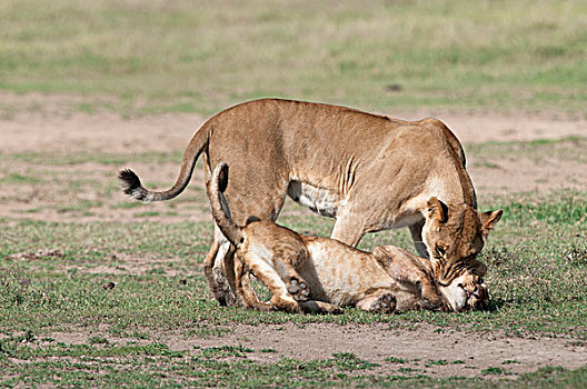 非洲狮,狮子,女性,玩,幼兽,肯尼亚