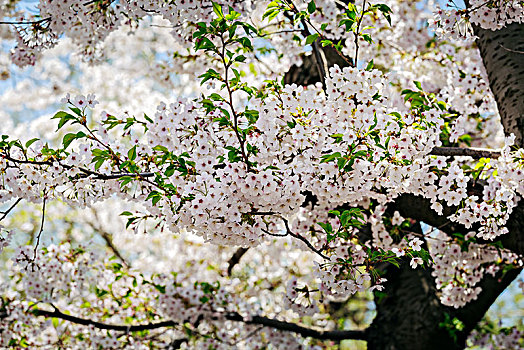 樱花烂漫