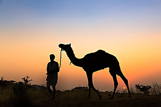 剪影,一个,男人,拿着,缰绳,骆驼,日落,普什卡,拉贾斯坦邦,印度,亚洲
