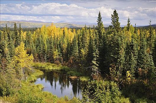 针叶林带,阿拉斯加,美国