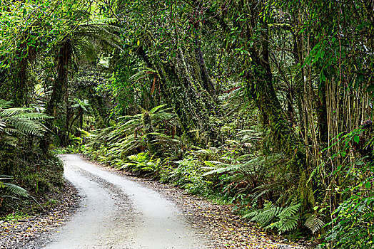 树林,小路,中间,新西兰,丛林,西海岸,区域,大洋洲