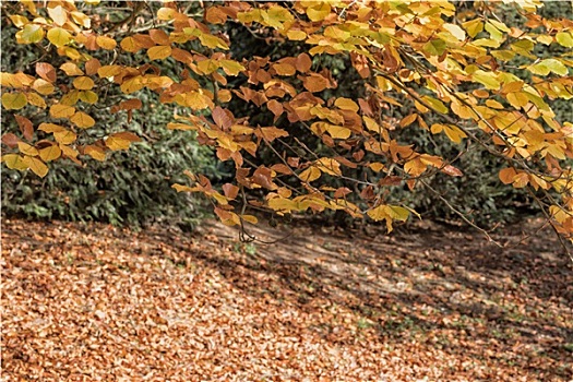 枝条,秋天,山毛榉树,特写
