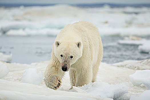 加拿大,努纳武特,领土,北极熊,棕熊,走,海冰,冰冻,海峡,靠近,北极圈,哈得逊湾