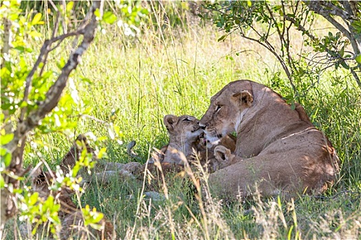 幼狮,肯尼亚,幼仔
