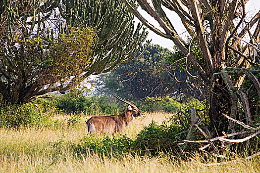 水羚,站立,靠近,伊丽莎白女王国家公园,乌干达,非洲