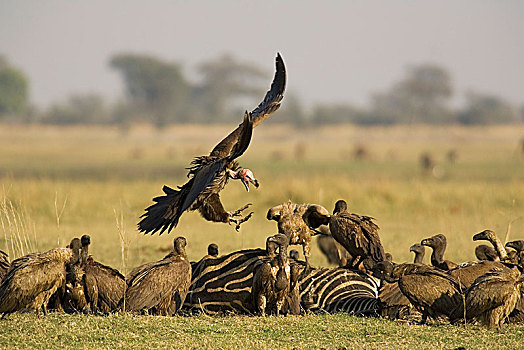 肉垂秃鹫,强势,靠近,畜体,白氏斑马,马,斑马,白背兀鹫,白背秃鹫,乔贝国家公园,博茨瓦纳,非洲