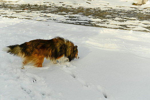 雪地里玩耍的狗狗