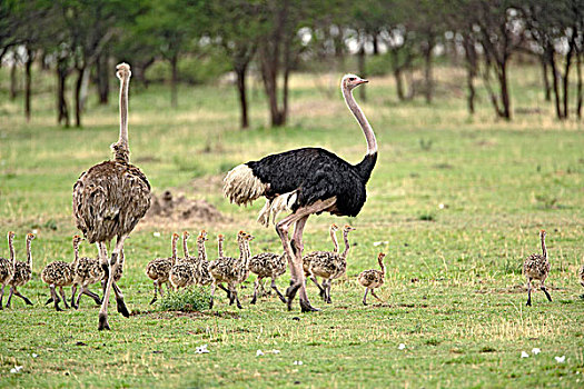 雄性,雌性,鸵鸟,成群,年轻,鸵鸟属,骆驼,塞伦盖蒂国家公园,坦桑尼亚
