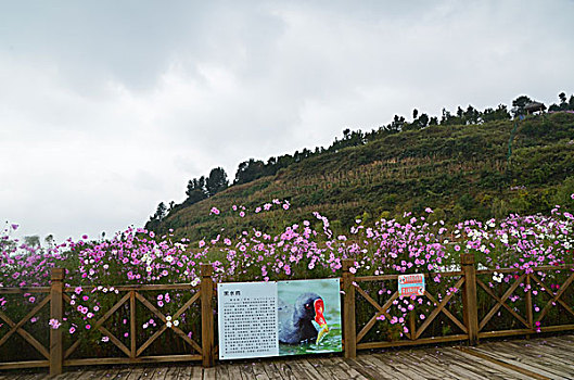 草海风光,威宁,草海,花海