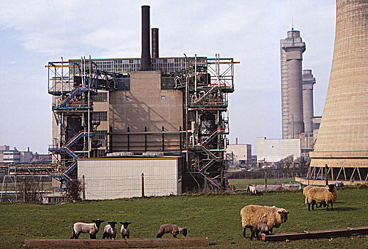 绵羊,放牧,核电站,20世纪,艺术家
