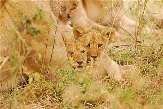 幼狮,狮子,塞伦盖蒂国家公园,坦桑尼亚,非洲
