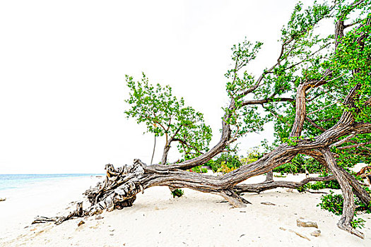 下落,树,干盐湖,奥尔金省,古巴
