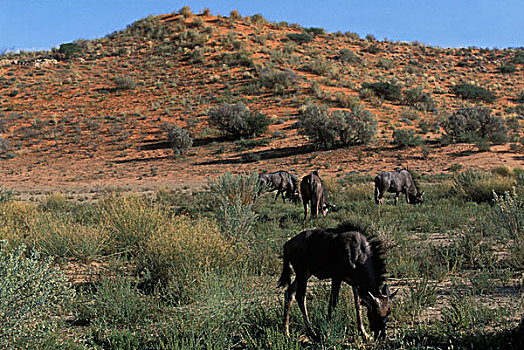 南非,卡拉哈迪大羚羊国家公园,蓝角马,角马,喂食,卡拉哈里沙漠
