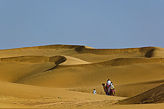旅游,骑,骆驼,塔尔沙漠,靠近,印度