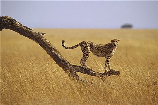 印度豹,猎豹,站立,枯木,枝条,马赛马拉国家保护区,肯尼亚