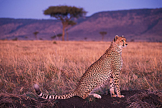 非洲,肯尼亚,马塞马拉野生动物保护区,成年,女性,印度豹,猎豹,休息,热带草原,黎明,日出