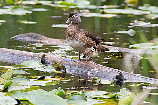 湾,湿地,林鸭,雌性,小鸭子,林鸳鸯