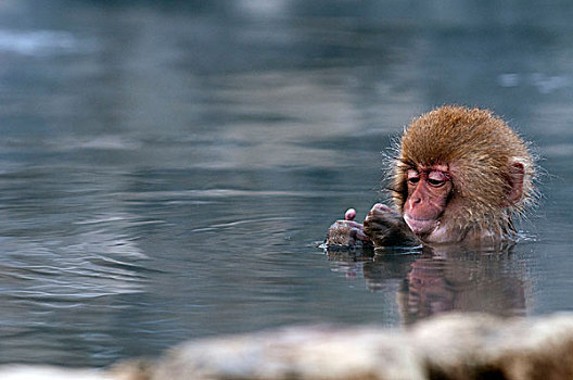 猴子下雪泡温泉图片
