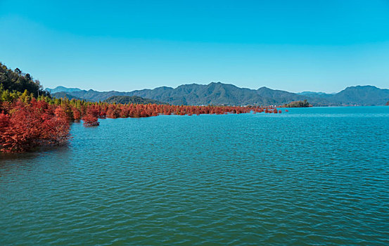 台州市黄岩区,长潭水库,深秋的景色,水中红杉
