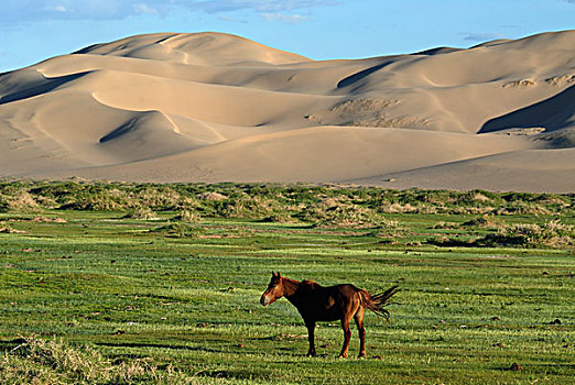 蒙古,马,站立,茂密,绿色,草,风景,正面,大,沙子,沙丘,戈壁,沙漠,国家,公园,亚洲