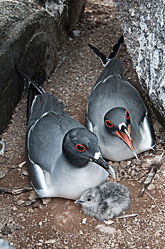 海鸥,燕尾鸥,一对,幼禽,加拉帕戈斯群岛,厄瓜多尔