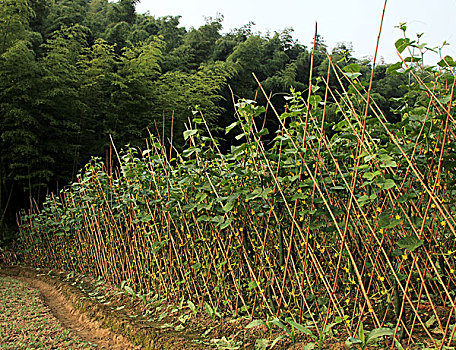 从化吕田镇