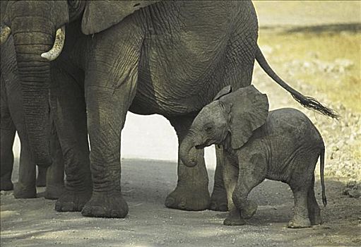 大象,坦桑尼亚